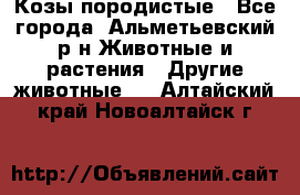 Козы породистые - Все города, Альметьевский р-н Животные и растения » Другие животные   . Алтайский край,Новоалтайск г.